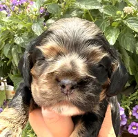 Cleo, a female Cocker Spaniel for sale in Bay City, WI – 1 of 10