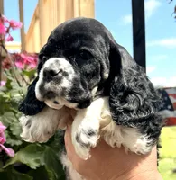 Gerald , a male Cocker Spaniel for sale in Bay City, WI – 3 of 9