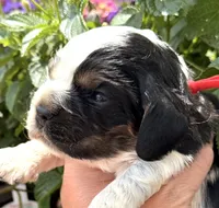 Hail, a male Cocker Spaniel for sale in Bay City, WI – 7 of 7