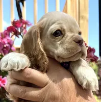 Peaches , a female Cocker Spaniel for sale in Bay City, WI – 8 of 9