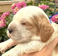Bluejay , a male English Springer Spaniel for sale in Bay City, WI – 2 of 10
