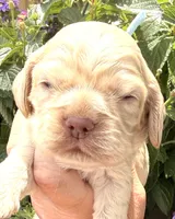 Lightning , a male Cocker Spaniel for sale in Bay City, WI – 3 of 6