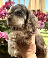 Phin, a male Cocker Spaniel for sale in Bay City, WI – 4 of 9