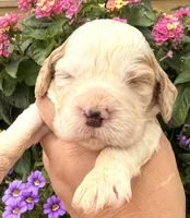 Hawk , a male English Springer Spaniel for sale in Bay City, WI – 3 of 10