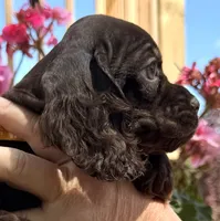 Pumpkin, a female Cocker Spaniel for sale in Bay City, WI – 5 of 9