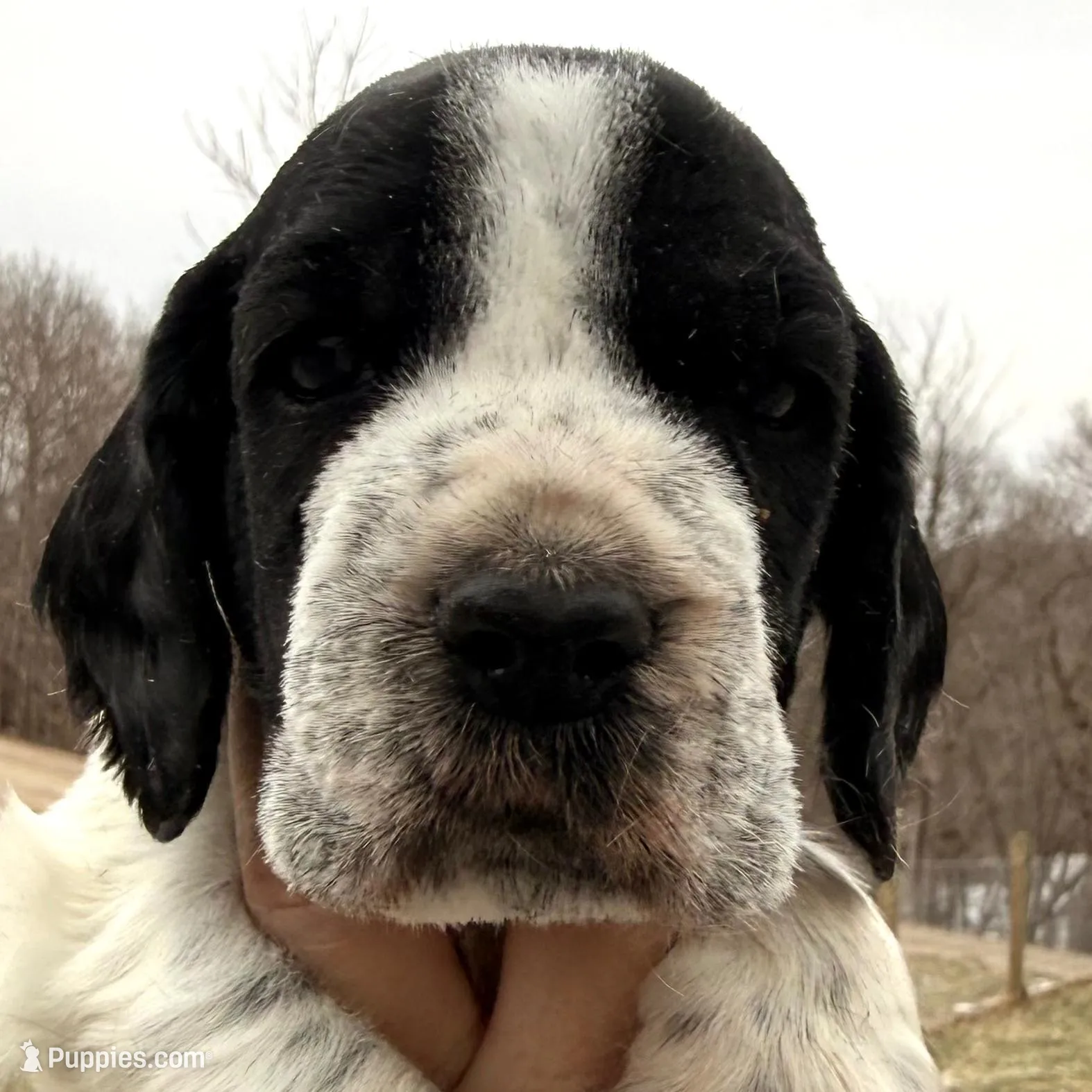 Hunter , a male English Springer Spaniel for sale in Bay City, WI – Photo 1 of 5