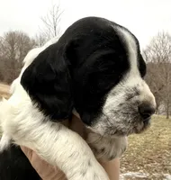 Hunter , a male English Springer Spaniel for sale in Bay City, WI – Photo 2 of 5