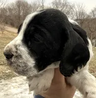 Hunter , a male English Springer Spaniel for sale in Bay City, WI – Photo 3 of 5
