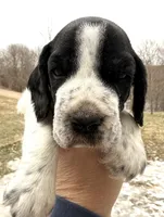 Hunter , a male English Springer Spaniel for sale in Bay City, WI – Photo 4 of 5
