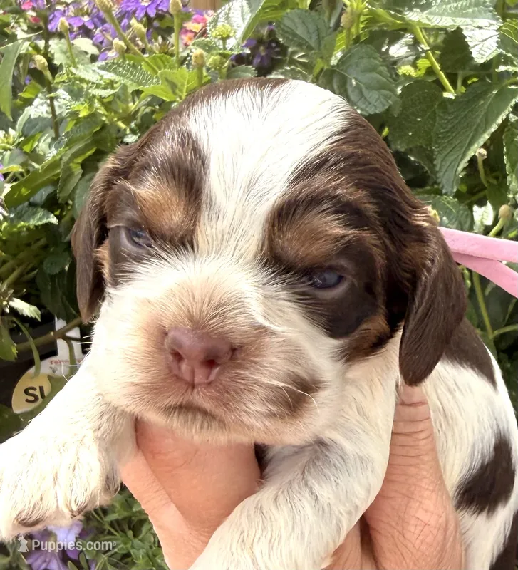 Rain  – Cocker Spaniel puppy for sale in Bay City, WI