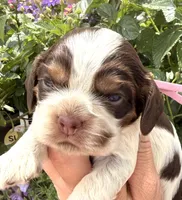 Rain , a female Cocker Spaniel for sale in Bay City, WI – 1 of 7