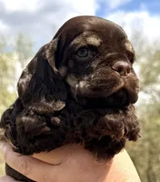 Matthew , a male Cocker Spaniel for sale in Bay City, WI – Photo 7 of 10