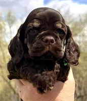 Matthew , a male Cocker Spaniel for sale in Bay City, WI – Photo 2 of 10