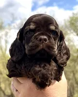 Matthew , a male Cocker Spaniel for sale in Bay City, WI – Photo 6 of 10
