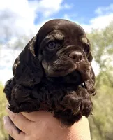 Matthew , a male Cocker Spaniel for sale in Bay City, WI – Photo 5 of 10