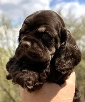 Matthew , a male Cocker Spaniel for sale in Bay City, WI – Photo 9 of 10