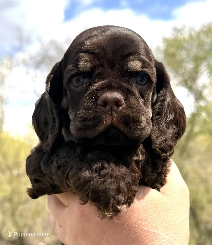 Matthew , a male Cocker Spaniel for sale in Bay City, WI – Photo 1 of 10