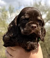 Matthew , a male Cocker Spaniel for sale in Bay City, WI – Photo 8 of 10