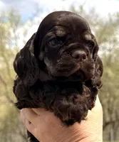 Matthew , a male Cocker Spaniel for sale in Bay City, WI – Photo 3 of 10