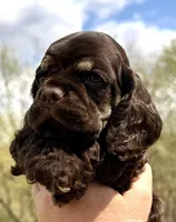 Matthew , a male Cocker Spaniel for sale in Bay City, WI – Photo 4 of 10