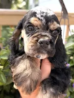 Cleo, a female Cocker Spaniel for sale in Bay City, WI – 9 of 10