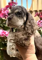 Phin, a male Cocker Spaniel for sale in Bay City, WI – 5 of 9