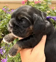 Clara , a female Cocker Spaniel for sale in Bay City, WI – 7 of 8
