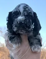 Ratchet , a male Cocker Spaniel for sale in Bay City, WI – Photo 4 of 9