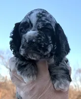 Ratchet , a male Cocker Spaniel for sale in Bay City, WI – Photo 7 of 9