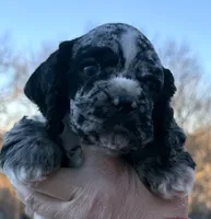 Ratchet , a male Cocker Spaniel for sale in Bay City, WI – Photo 3 of 9