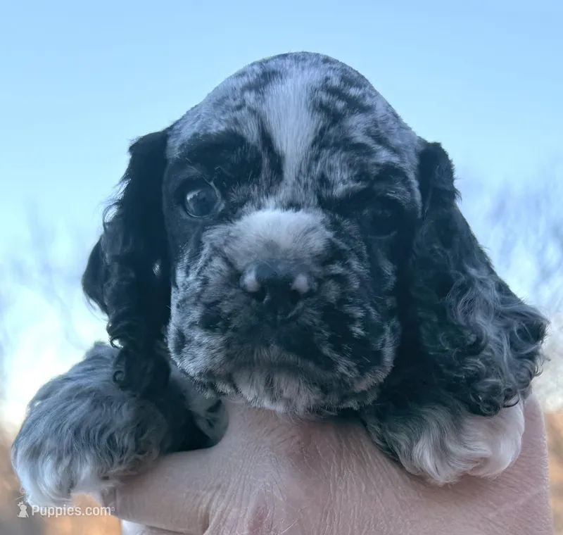Ratchet , a male Cocker Spaniel for sale in Bay City, WI – Photo 1 of 9