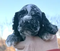 Ratchet , a male Cocker Spaniel for sale in Bay City, WI – Photo 5 of 9