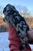 Ratchet , a male Cocker Spaniel for sale in Bay City, WI – Photo 9 of 9