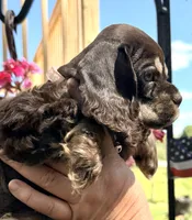 Petunia , a female Cocker Spaniel for sale in Bay City, WI – 8 of 10