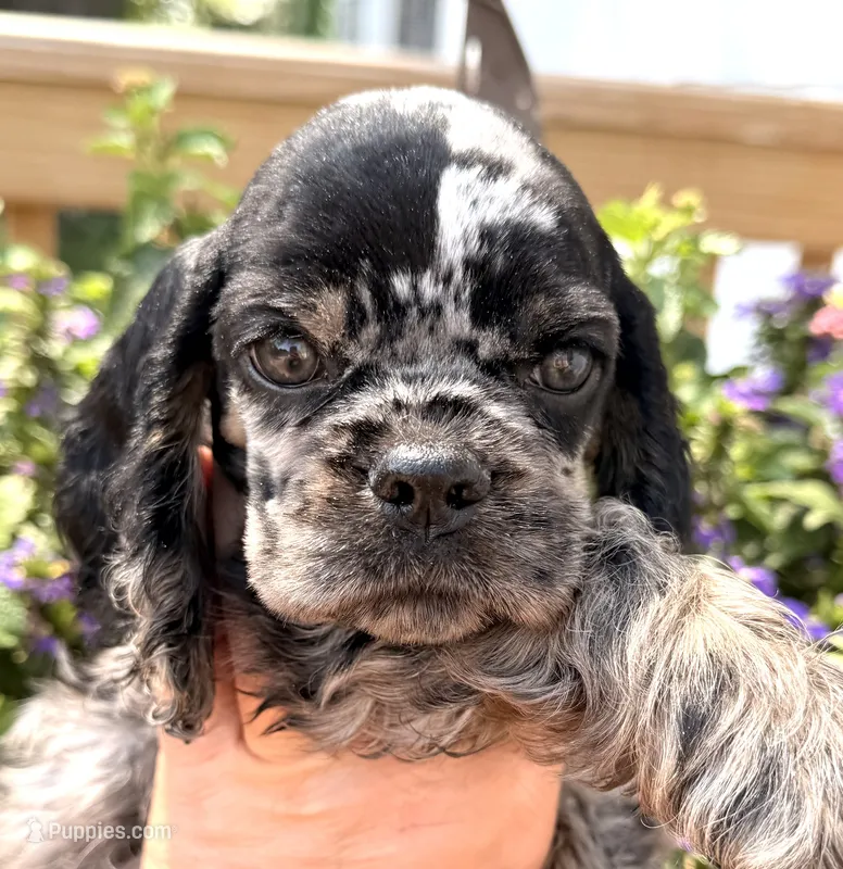 Cammie  – Cocker Spaniel puppy for sale in Bay City, WI