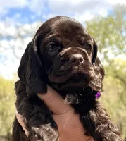 Maggie , a female Cocker Spaniel for sale in Bay City, WI – Photo 6 of 10