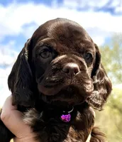 Maggie , a female Cocker Spaniel for sale in Bay City, WI – Photo 3 of 10