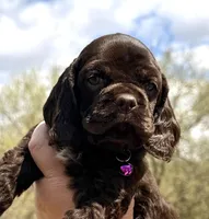 Maggie , a female Cocker Spaniel for sale in Bay City, WI – Photo 8 of 10