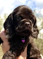 Maggie , a female Cocker Spaniel for sale in Bay City, WI – Photo 7 of 10