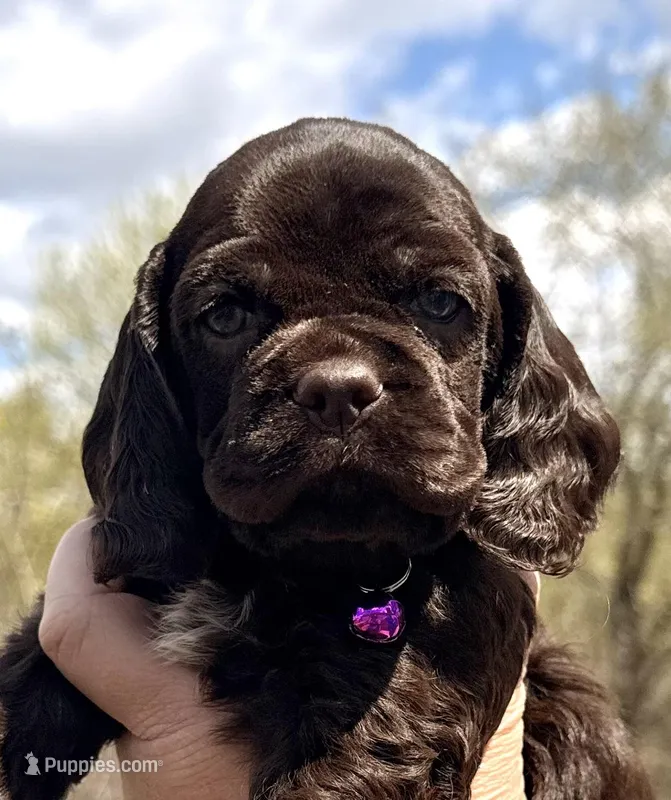 Maggie , a female Cocker Spaniel for sale in Bay City, WI – Photo 1 of 10