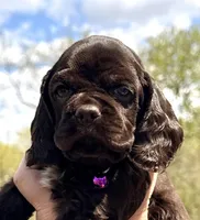 Maggie , a female Cocker Spaniel for sale in Bay City, WI – Photo 2 of 10