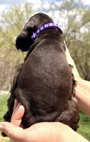 Maggie , a female Cocker Spaniel for sale in Bay City, WI – Photo 10 of 10