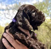 Maggie , a female Cocker Spaniel for sale in Bay City, WI – Photo 9 of 10