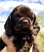 Maggie , a female Cocker Spaniel for sale in Bay City, WI – Photo 4 of 10