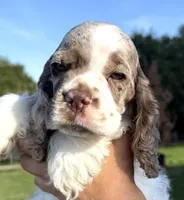 processed/7bf50128-7475-4538-a83b-dcf2c84d96f1/listing/41232267-adb5-4cbd-9173-ccf1a30433dd/2daa524a-9b5d-4655-a6d4-53c9a3c8512b