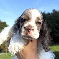 processed/7bf50128-7475-4538-a83b-dcf2c84d96f1/listing/41232267-adb5-4cbd-9173-ccf1a30433dd/e1950e6f-46c7-4968-9d13-cc76d085f172