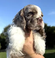 processed/7bf50128-7475-4538-a83b-dcf2c84d96f1/listing/41232267-adb5-4cbd-9173-ccf1a30433dd/e9c2eeec-4326-4c6b-a342-2c18eb0df045