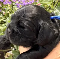 Carter , a male Cocker Spaniel for sale in Bay City, WI – 2 of 10