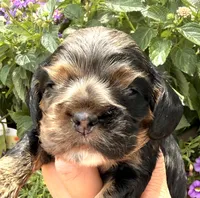 Cleo, a female Cocker Spaniel for sale in Bay City, WI – 4 of 10
