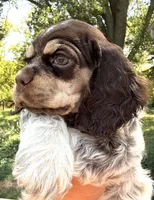 Rain , a female Cocker Spaniel for sale in Bay City, WI – 5 of 6